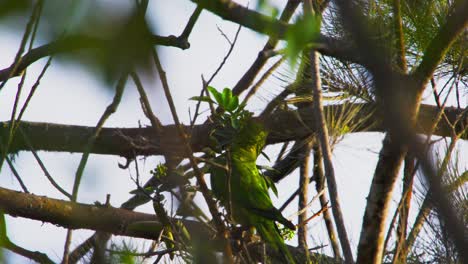 green parrot camouflaged among dense branches in a tropical forest habitat