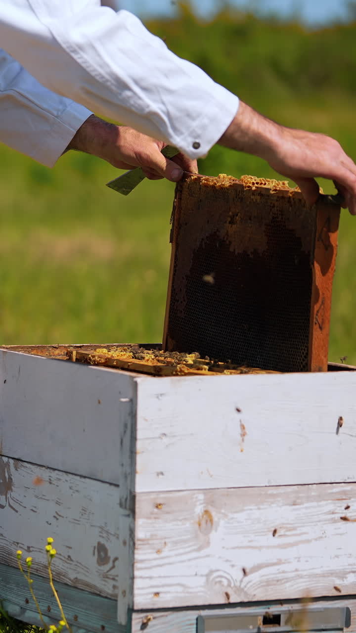 Farmer works near wooden beehive in summer. Bees flying over the hives. Apiarist in white protective suit inspects bees. Close-up.. Vertical video