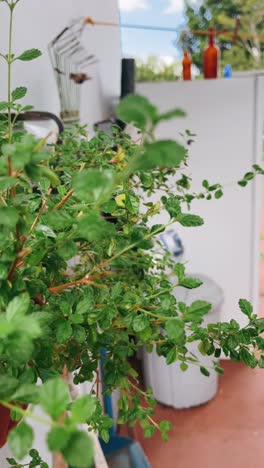 primer plano de una planta verde