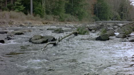 a wide shot of a river running over stones beside a forest