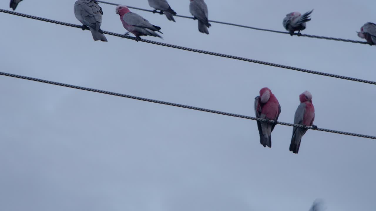птицы отдыхают на линиях электропередач, ухаживая за собой в городе