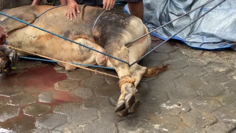 the process of entangling cow legs using rope