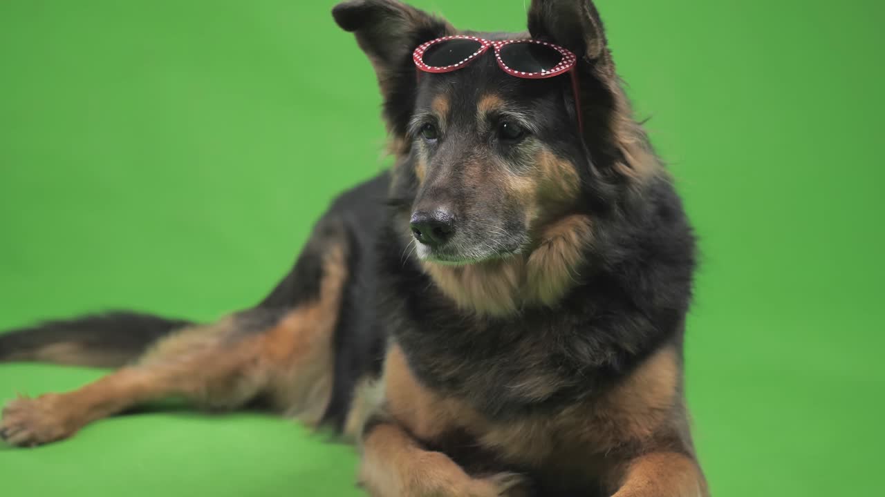 собака в солнцезащитных очках что-то смотрит.