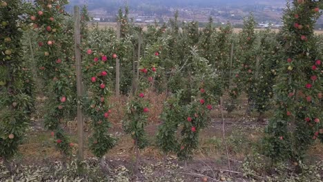 Apfelbäume-Im-Okanagan-Obstgarten-Voller-Gesunder-Roter-Äpfel