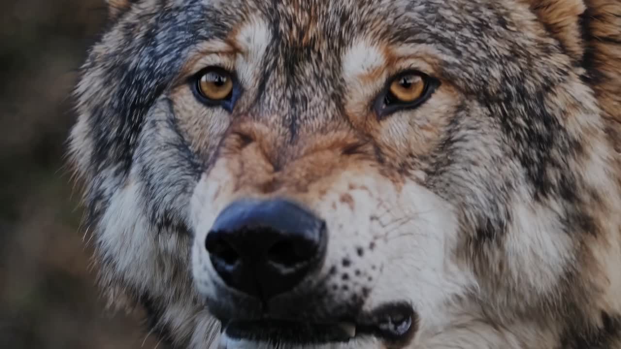 Close-up video shot of a snarling wolf, capturing intense details of its fur and teeth