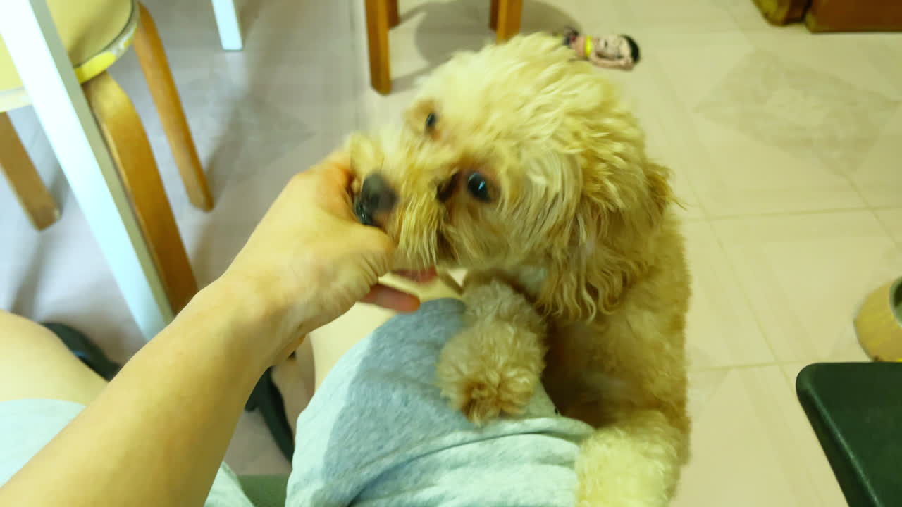 A lovable hybrid Pomeranian pup tirelessly licks my little hand in an endearing manner