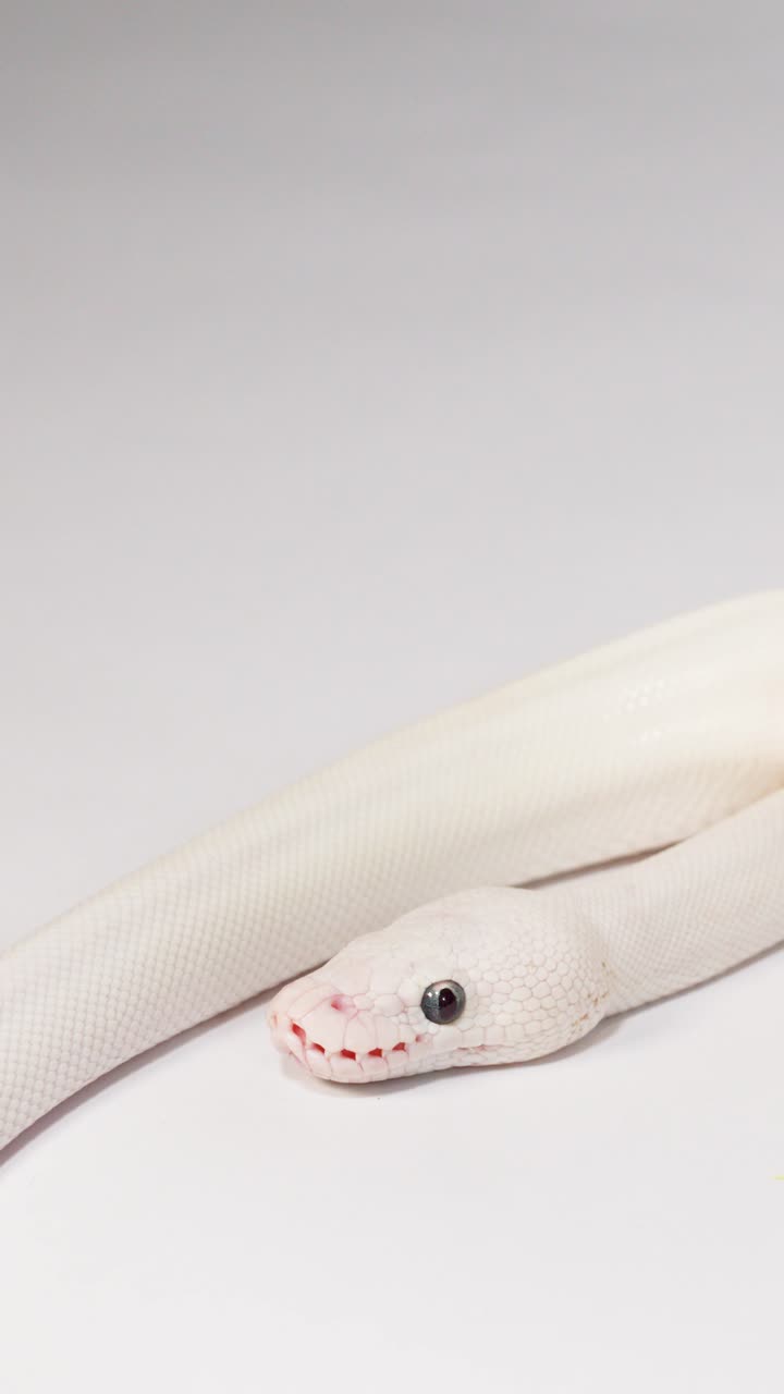 Un serpente albino striscia lentamente su una superficie bianca e pulita di studio sotto un'illuminazione brillante e uniforme.