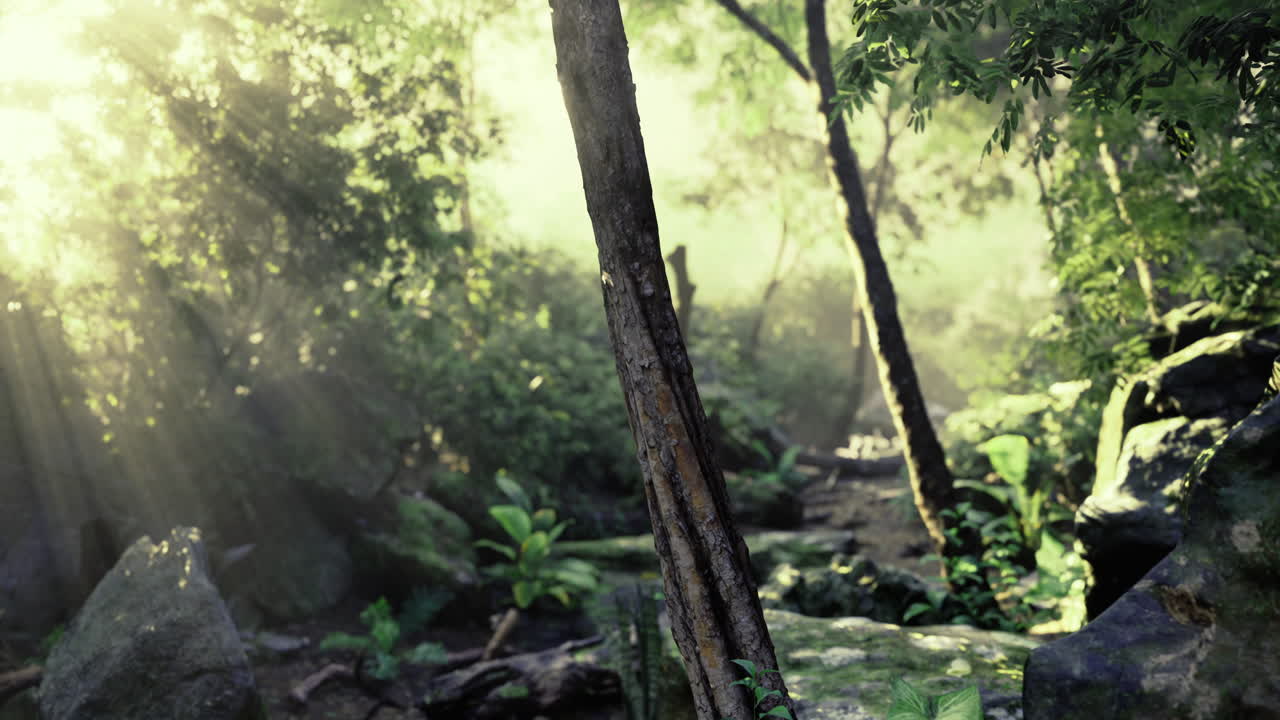 Sunlight filters through dense trees in a tranquil forest setting