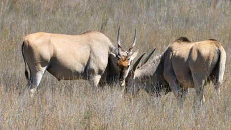 Elands-Comunes-Parados-En-Una-Pradera-4k