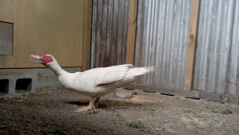 profile of male domestic white muscovy duck wagging tail and moving head