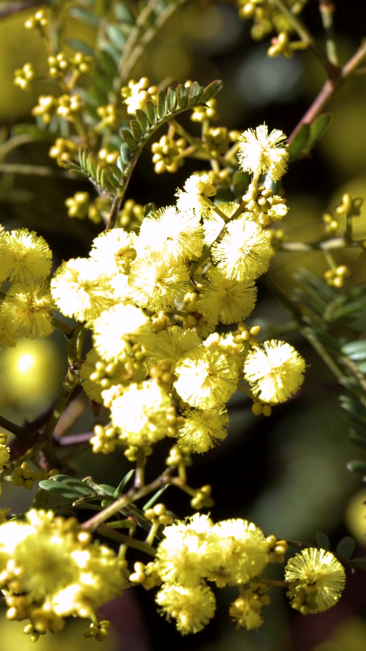 Primo piano di fiori di acacia gialli che ondeggiano dolcemente sotto la luce intensa del sole nelle Blue Mountains.