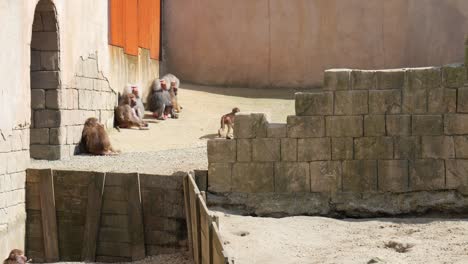 Family-Of-Baboon-Monkeys-Outside-A-Building-On-A-Sunny-Day