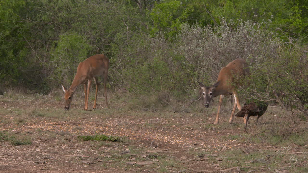 whitetail hace en texas whitetail hace en texas