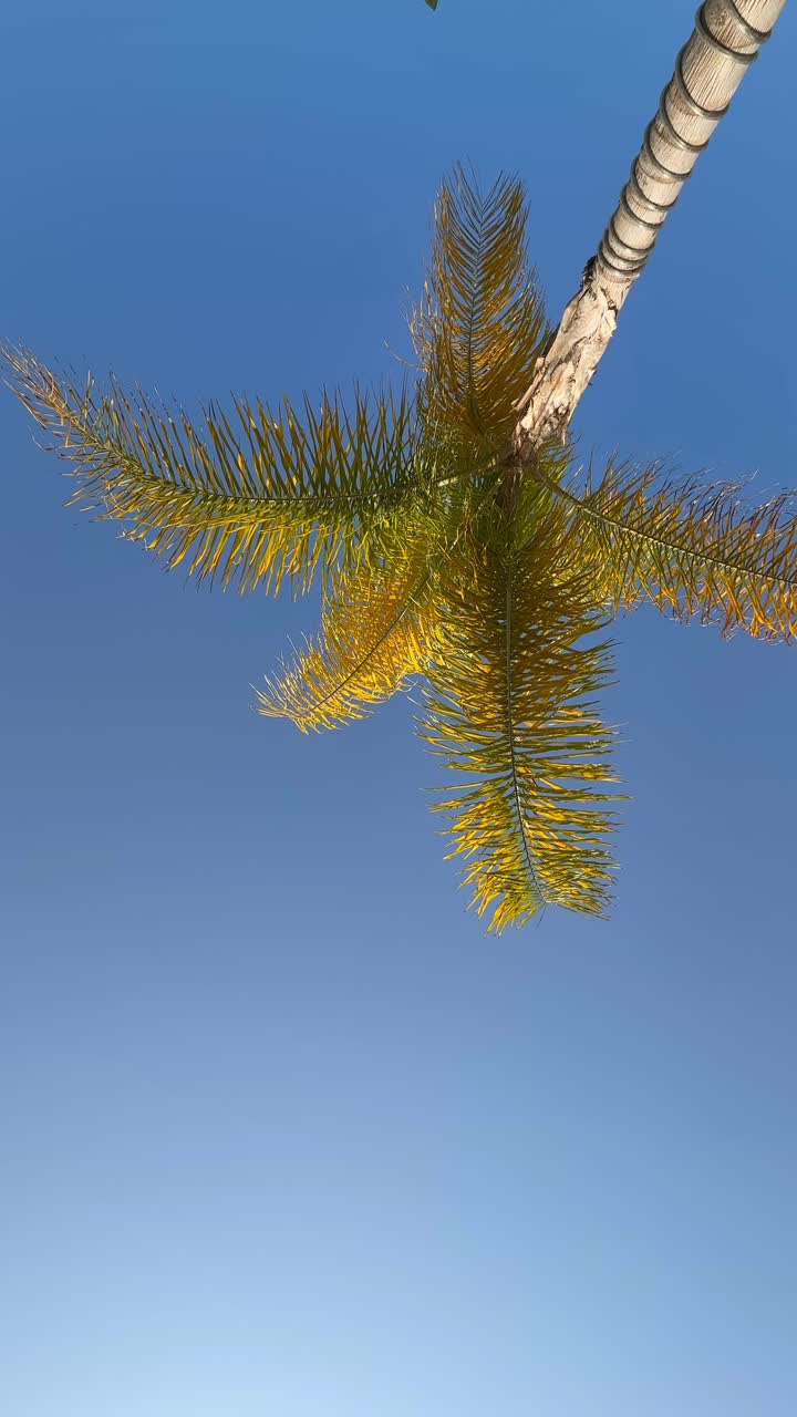 Palm Tree Under a Sunny Blue Sky