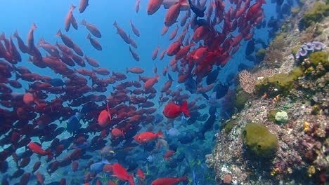 rodéate de una gran cantidad de hermosos peces rojos y azules junto a un arrecife