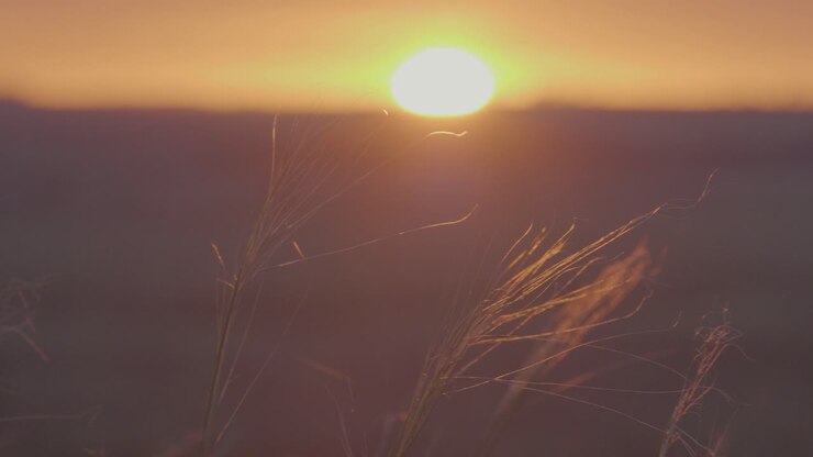 Il tramonto sul campo erboso
