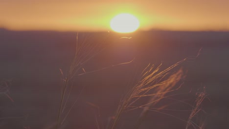 sunset over grassy field