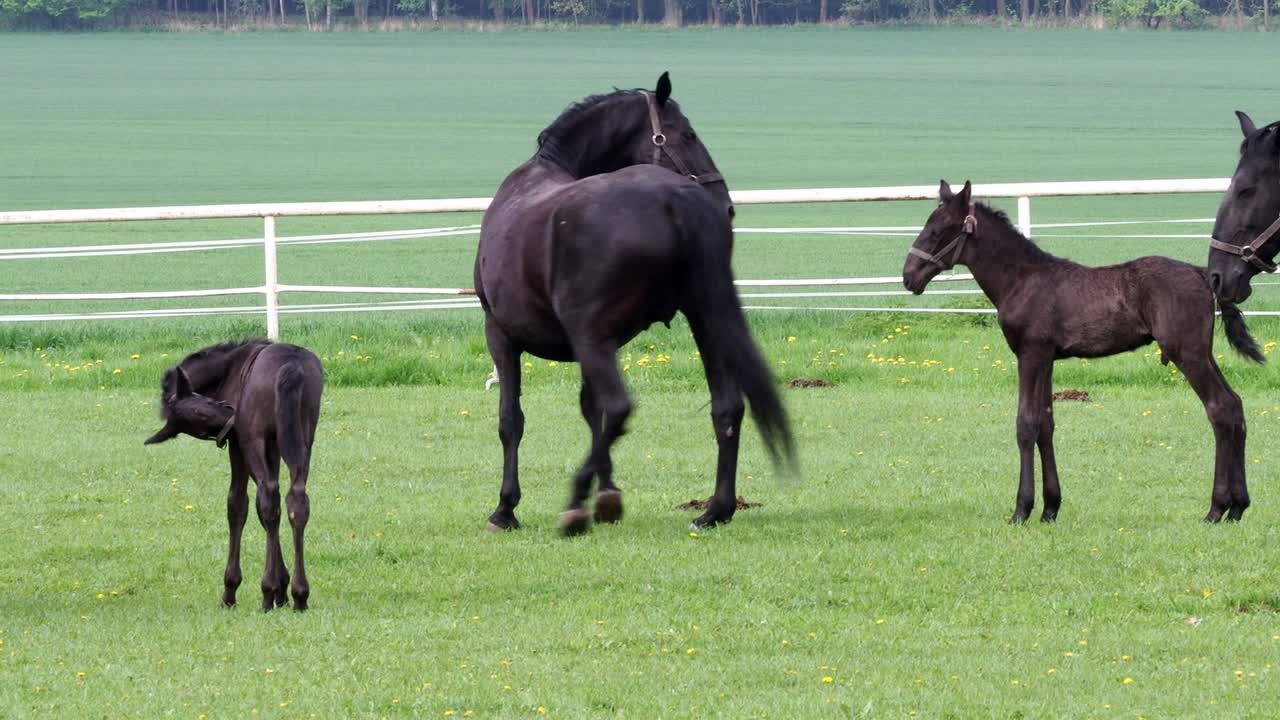 검은 클라드루비아 말, 새끼와 함께 마리
