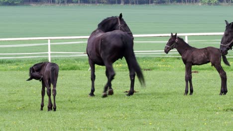 caballo kladrubio negro, yegua con potro
