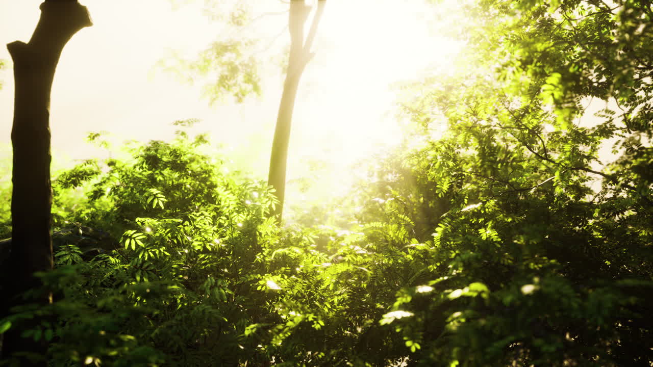 가을 첫날 새벽에 안개 숲.