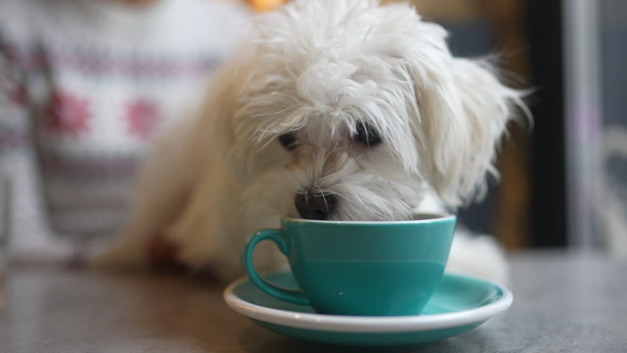 perro bebiendo café en una cafetería