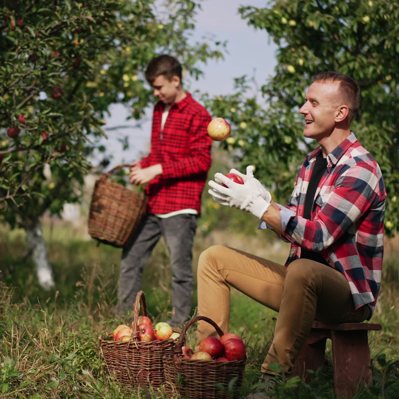 Father and son in the apple orchard on sunny day. Man is sitting with two full baskets and juggling with red apples. Boy in red shirt gathers apples from tree into basket