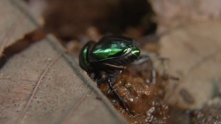 Shiny Green Dung Beetle Standing on Dung Ball Among Dry Leaves