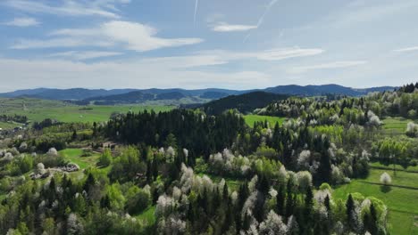 green, white blooming trees, mountain forest in bright sunlight aerial panorama