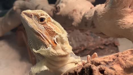 un dragón barbudo mudando piel en la cara y el cuello