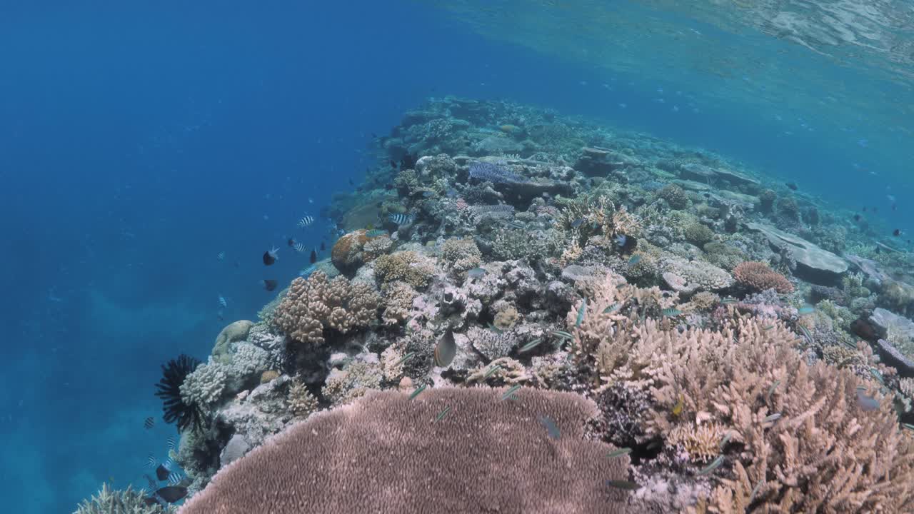 vista bajo el agua de un impresionante ecosistema de arrecifes de coral en la gran barrera de arrecifes, port douglas, queensland, australia
