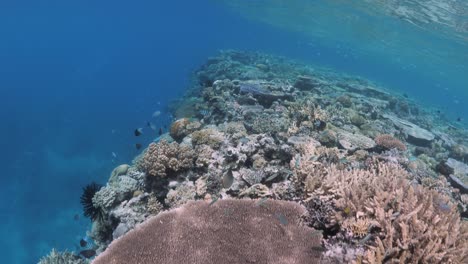 Underwater-view-of-a-stunning-coral-reef-ecosystem-on-The-Great-Barrier-Reef,-Port-Douglas-Queensland-Australia