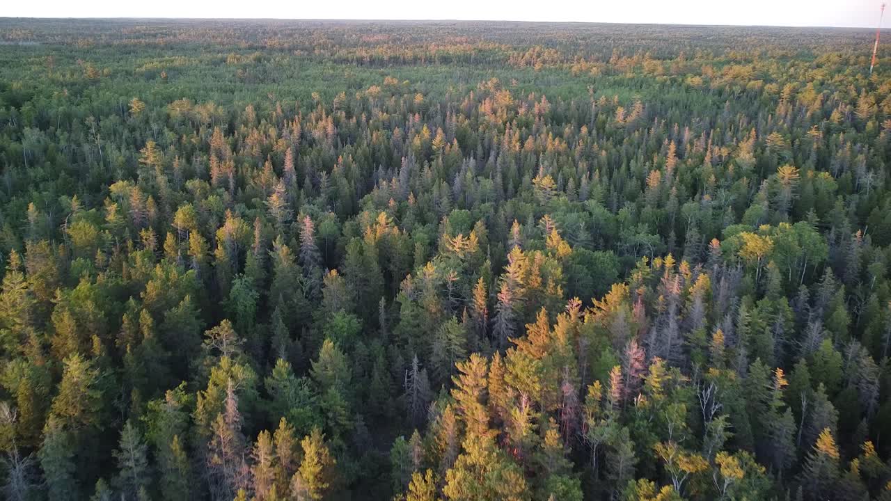 Vista aerea di una foresta nel Michigan durante l'ora d'oro
