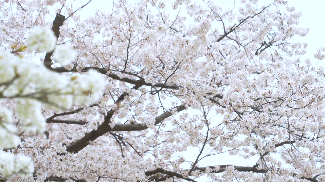 Fiori bianchi in fiore di alberi di ciliegio nel parco di Kanazawa, Giappone, durante la stagione dei sakura.