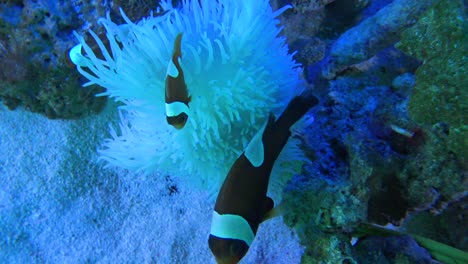 the view of the clown fish in shinagawa sea aquarium