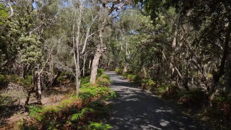 Vista-En-Primera-Persona-Viajando-A-Lo-Largo-De-Un-Sendero-Forestal-A-Través-De-árboles-Y-Arbustos-Nativos-Australianos