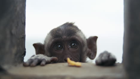 slow motion monkey eating with bright sky background in indonesia