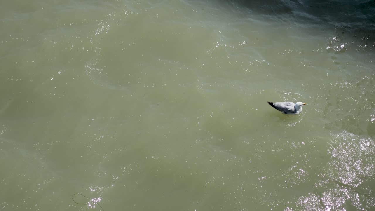 바다 표면 에서 조용히 떠다니는 바다표범