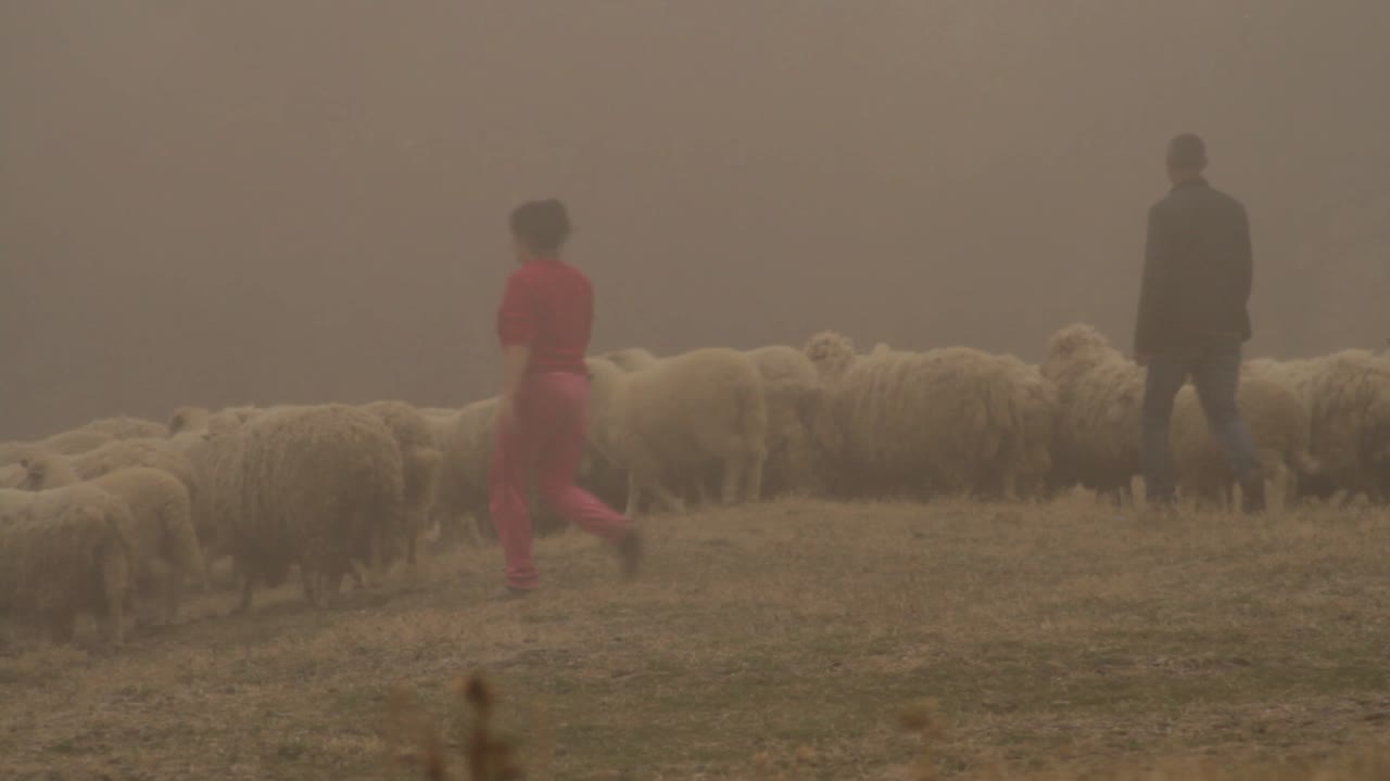 el pastor y las ovejas de la niebla