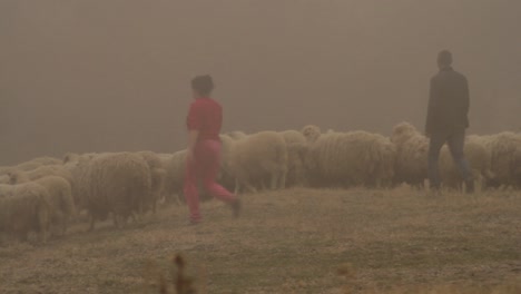 foggy shepherd and sheep