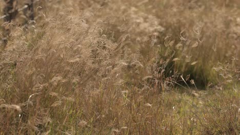 Langes-Goldenes-Gras,-Das-Im-Wind-Weht