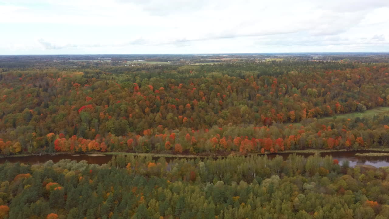 vista del paisaje otoñal del río gauja por bosques coloridos árboles amarillos naranjas y verdes, día soleado