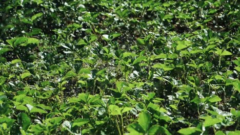 watering strawberries. plant irrigation. slow motion.