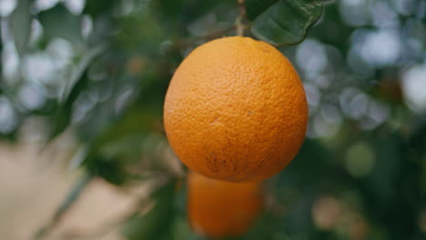 closeup orange cultivation process summer plantation. citrus fruit tree branch