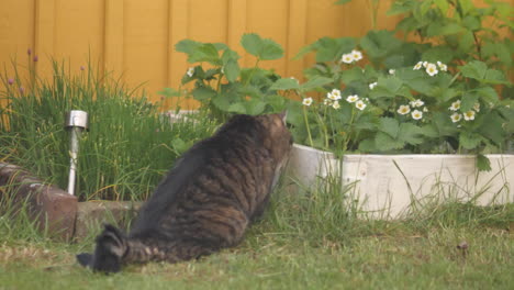 Gato-Comiendo-Gras-En-El-Jardin