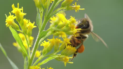 bee pollinating and collects nectar from the flower of the plant