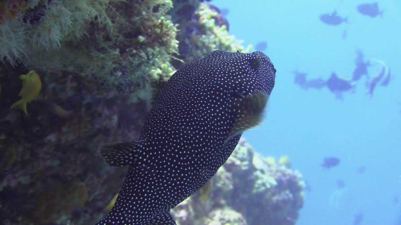 pez globo negro con manchas blancas junto a una pared de coral empinada, vista desde atrás con agua azul en el fondo