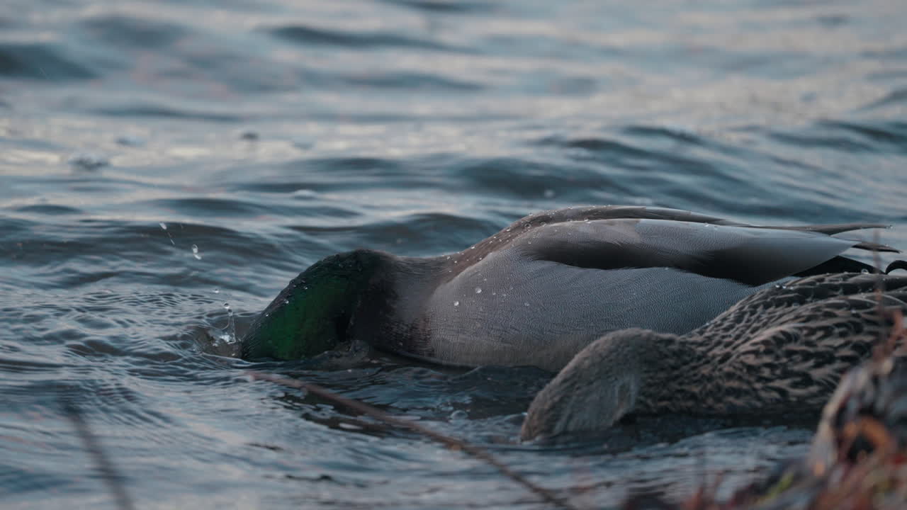 olas de agua con un par de patos cazando peces para comer