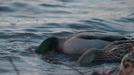 waves of water with couple of mallard ducks hunting fish for food