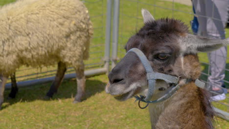 Lama-Nicht-Betrunken.-Lama-Lebt-Das-Beste-Leben