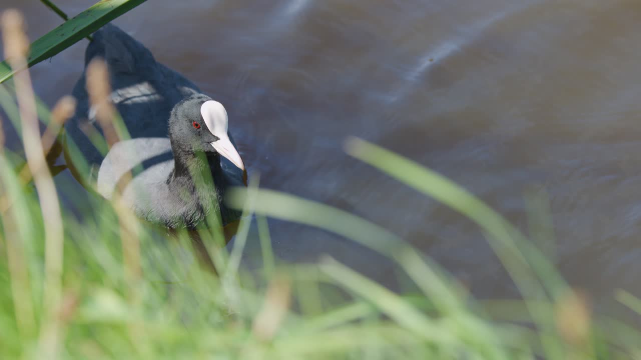 Eurasian coot glides through water beside green grass, natural daylight, steady camera, tranquil mood